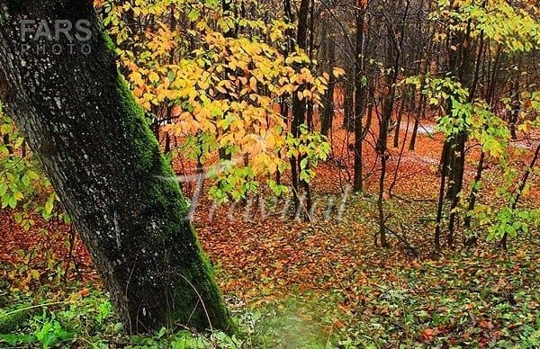 Sary, Kiasar and Savad Kooh Forests – Savad Kooh - view 2