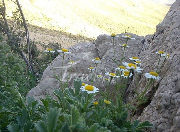 Sefid Kooh – Eqlid - view 3