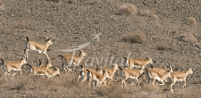 Shirahmad Wildlife Shelter – Sabzevar - view 3