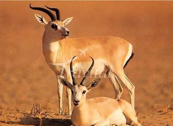 Shirahmad Wildlife Shelter – Sabzevar - view 2