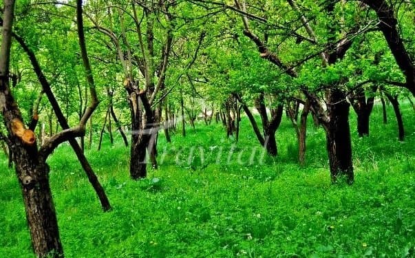 Torqabeh Recreation Place
