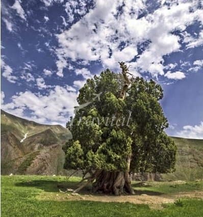 Urs Tree